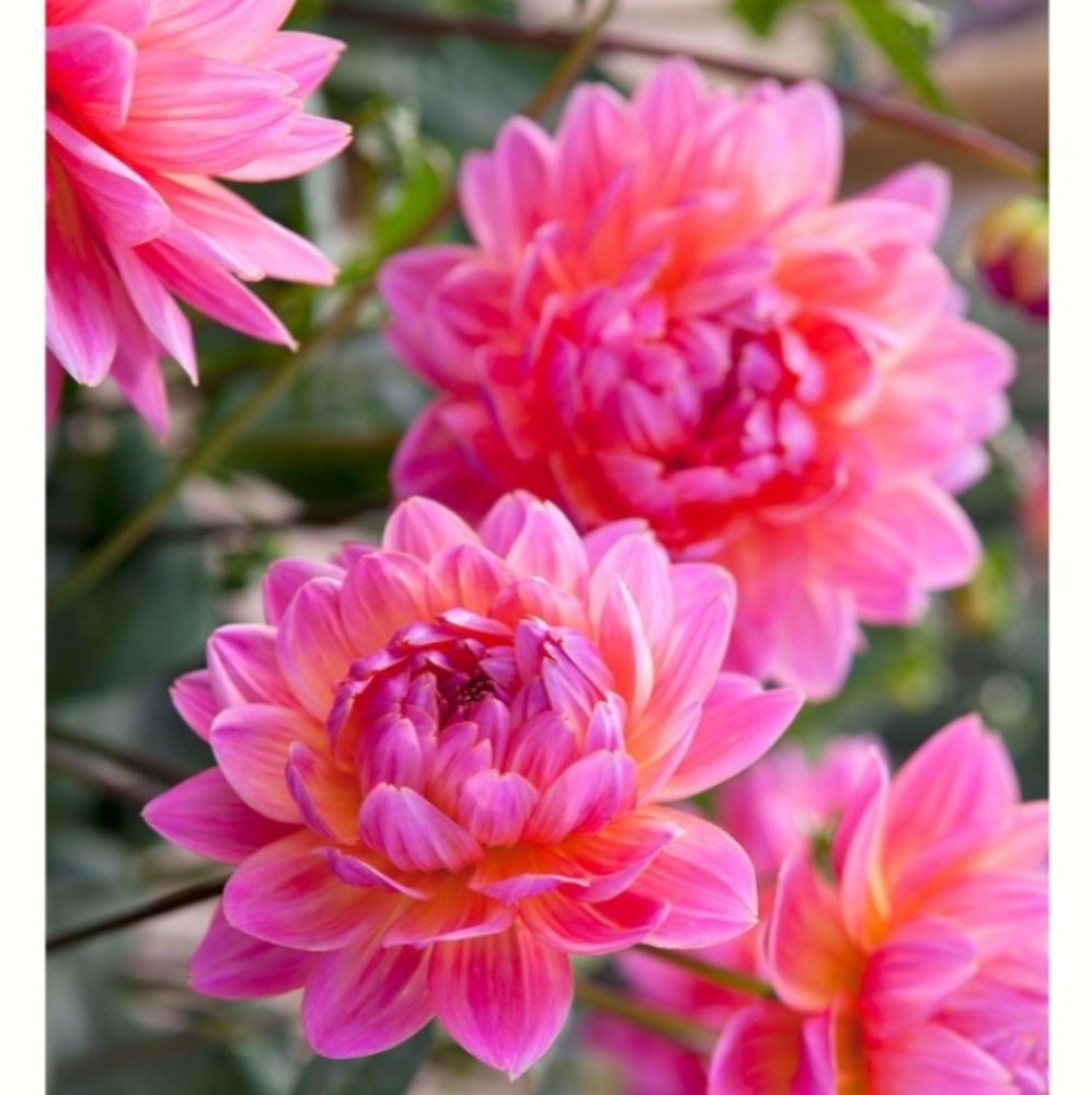 Meet your Posher, Jeralynn